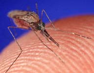 Mosquito bertrgt Malaria